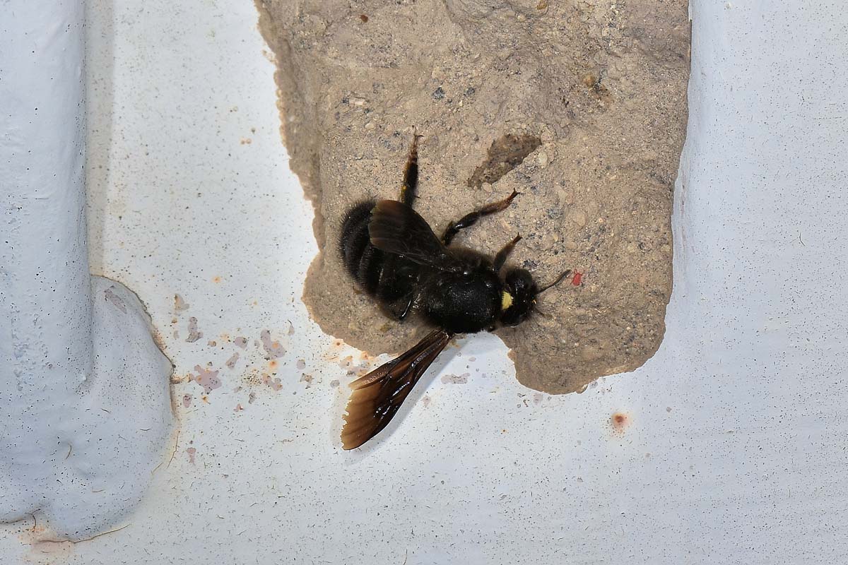 Apidae Megachilinae: Chalicodoma parietina?  S !